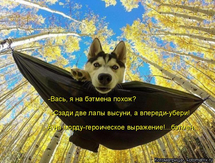 -Вась, я на бэтмена похож? -Сзади две лапы высуни, а впереди-убери! А на морду-героическое выражение... Котоматрица: -Вась, я на бэтмена похож? -Сзади две лапы высуни, а впереди-убери! А на морду-героическое выражение!...бэтмен...
