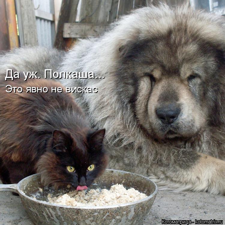 Да уж. Полкаша... Это явно не вискас... Котоматрица: Да уж. Полкаша... Это явно не вискас