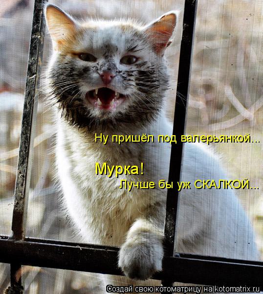 Ну пришёл под валерьянкой... Мурка! Лучше бы уж СКАЛКОЙ...... Котоматрица: Ну пришёл под валерьянкой... Мурка! Лучше бы уж СКАЛКОЙ...