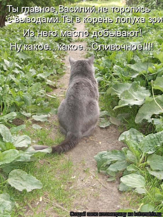 Ты главное,Василий,не торопись с выводами.Ты в корень лопуха зри! Из него масло добывают! Ну,какое... Котоматрица: Ты главное,Василий,не торопись с выводами.Ты в корень лопуха зри! Из него масло добывают! Ну,какое...какое...Сливочное!!!!