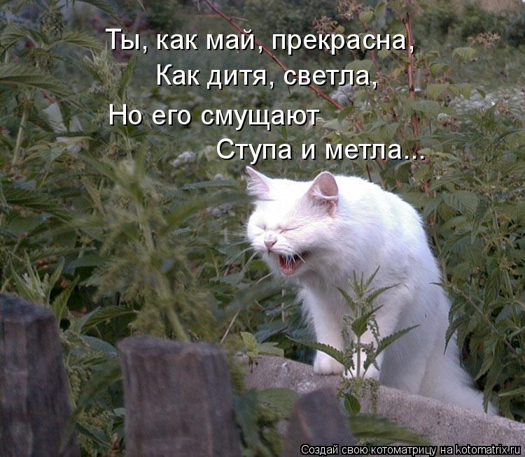 Котоматрица: Ты, как май, прекрасна, Как дитя, светла, Ступа и метла... Но его смущают