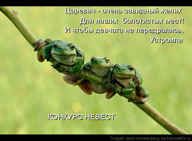 Царевич - очень завидный жених Для наших болотистых мест! И чтобы девчата не передрались, Устроили... Котоматрица: Царевич - очень завидный жених Для наших болотистых мест! И чтобы девчата не передрались, Устроили КОНКУРС НЕВЕСТ