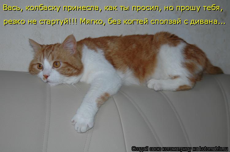Вась, колбаску принесла, как ты просил, но прошу тебя, резко не стартуй!!! Мягко, без когтей сползай... Котоматрица: Вась, колбаску принесла, как ты просил, но прошу тебя, резко не стартуй!!! Мягко, без когтей сползай с дивана...