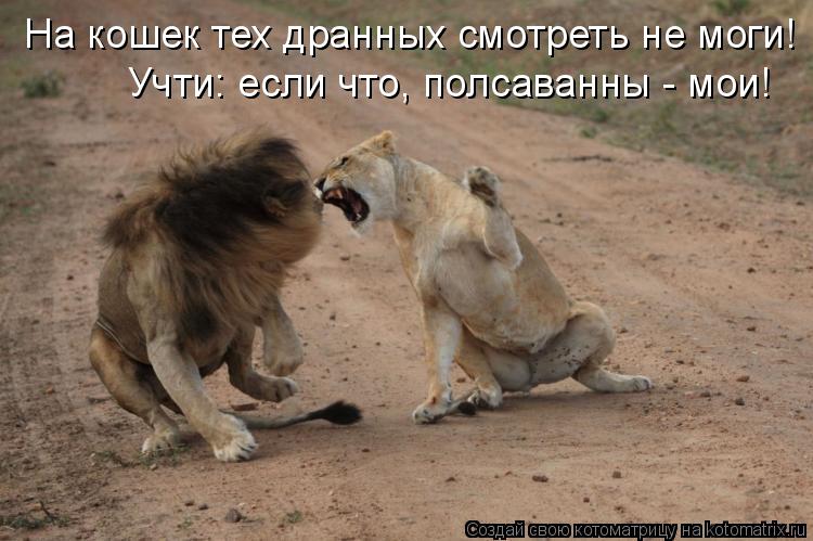 На кошек тех дранных смотреть не моги! Учти: если что, полсаванны - мои!... Котоматрица: На кошек тех дранных смотреть не моги! Учти: если что, полсаванны - мои!