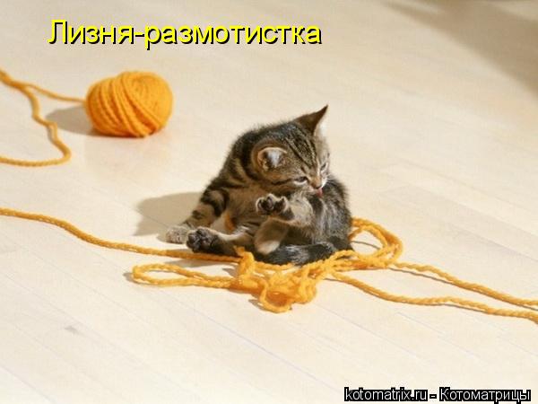 Лизня-размотистка... Котоматрица: Лизня-размотистка