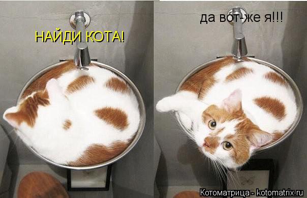 Котоматрица: НАЙДИ КОТА! да вот-же я!!!