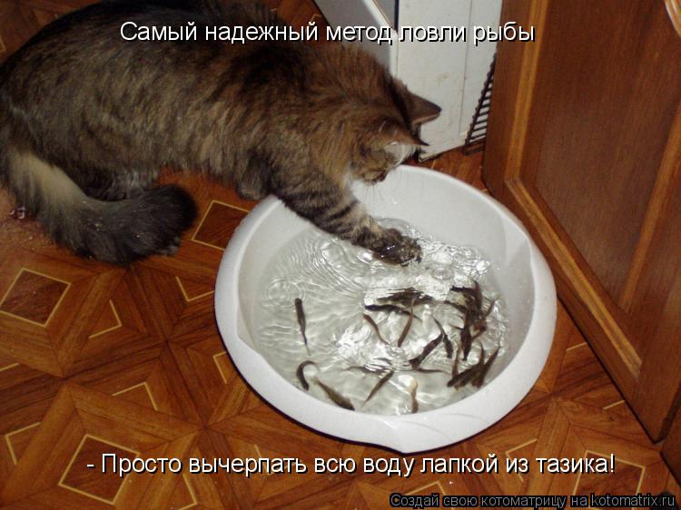 Котоматрица: Самый надежный метод ловли рыбы - Просто вычерпать всю воду лапкой из тазика!
