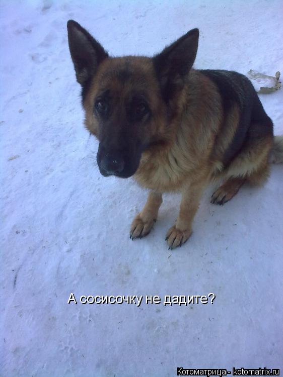 А сосисочку не дадите?... Котоматрица: А сосисочку не дадите?