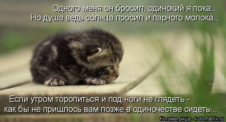Котоматрица: Одного меня он бросил, одинокий я пока... Но душа ведь солнца просил и парного молока... Если утром торопиться и под ноги не глядеть -  как бы не