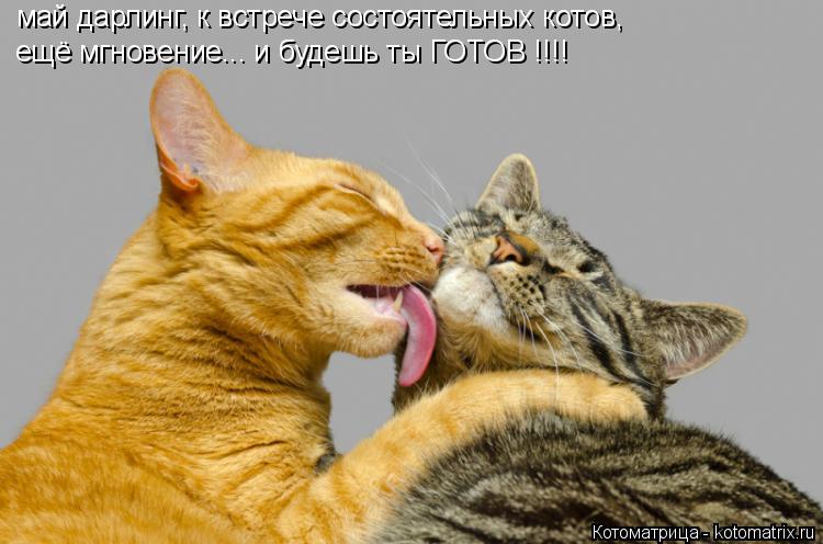 май дарлинг, к встрече состоятельных котов, ещё мгновение... и будешь ты ГОТОВ !!!!... Котоматрица: май дарлинг, к встрече состоятельных котов, ещё мгновение... и будешь ты ГОТОВ !!!!
