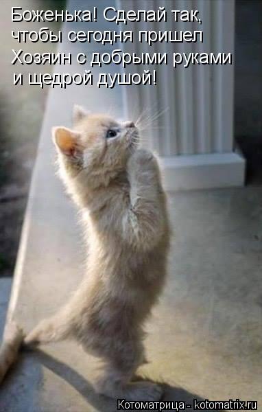 Котоматрица: Боженька! Сделай так, чтобы сегодня пришел Хозяин с добрыми руками и щедрой душой!