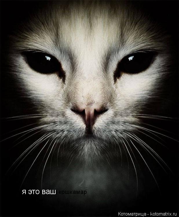 кошкамар я это ваш... Котоматрица: кошкамар я это ваш