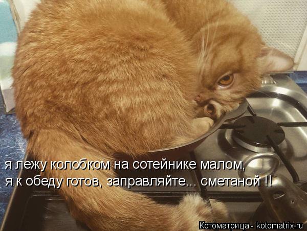 я лежу колобком на сотейнике малом, я к обеду готов, заправляйте... сметаной !!... Котоматрица: я лежу колобком на сотейнике малом, я к обеду готов, заправляйте... сметаной !!