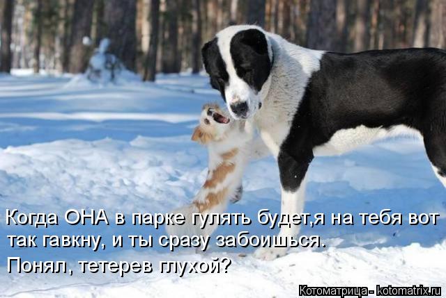 Когда ОНА в парке гулять будет,я на тебя вот так гавкну, и ты сразу забоишься. Понял, тетерев глухой?... Котоматрица: Когда ОНА в парке гулять будет,я на тебя вот так гавкну, и ты сразу забоишься. Понял, тетерев глухой?