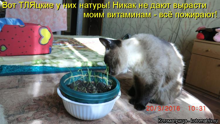 Вот ТЛЯцкие у них натуры! Никак не дают вырасти моим витаминам - всё пожирают!... Котоматрица: Вот ТЛЯцкие у них натуры! Никак не дают вырасти моим витаминам - всё пожирают!