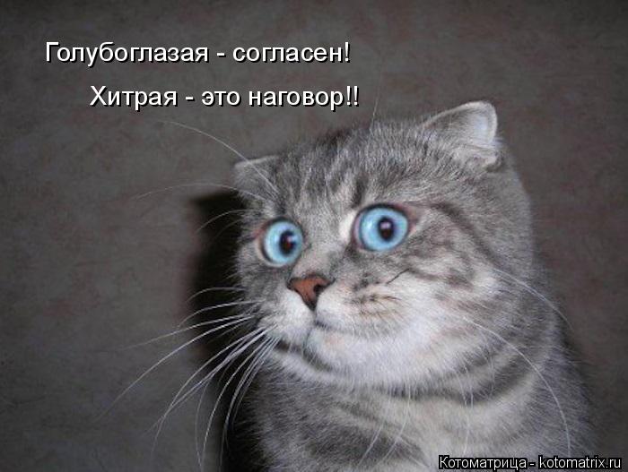 Голубоглазая - согласен! Хитрая - это наговор!!... Котоматрица: Голубоглазая - согласен! Хитрая - это наговор!!
