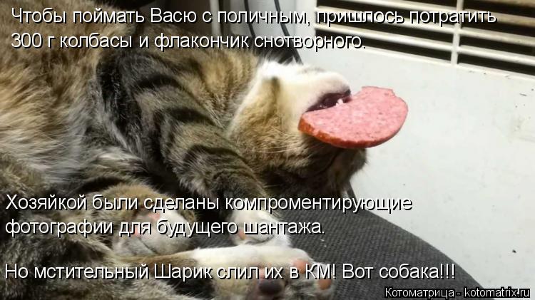 Чтобы поймать Васю с поличным, пришлось потратить 300 г колбасы и флакончик снотворного. Хозяйкой был... Котоматрица: Чтобы поймать Васю с поличным, пришлось потратить 300 г колбасы и флакончик снотворного. Хозяйкой были сделаны компроментирующие фотографи