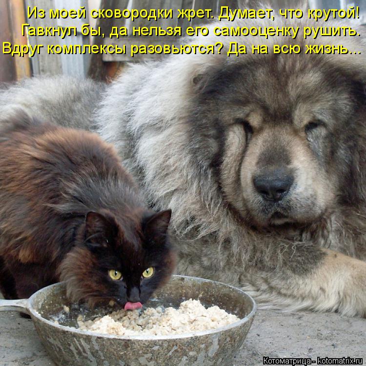 Из моей сковородки жрет. Думает, что крутой! Гавкнул бы, да нельзя его самооценку рушить. Вдруг компл... Котоматрица: Из моей сковородки жрет. Думает, что крутой! Гавкнул бы, да нельзя его самооценку рушить. Вдруг комплексы разовьются? Да на всю жизнь...