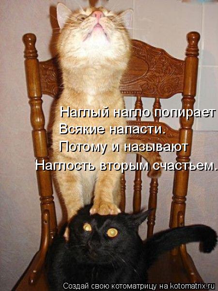 Наглый нагло попирает Всякие напасти. Потому и называют Наглость вторым счастьем.... Котоматрица: Наглый нагло попирает Всякие напасти. Потому и называют Наглость вторым счастьем.