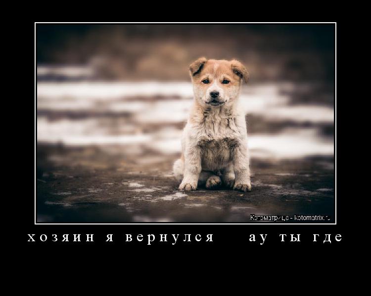 хозяин я вернулся ау ты где ... Котоматрица: хозяин я вернулся ау ты где