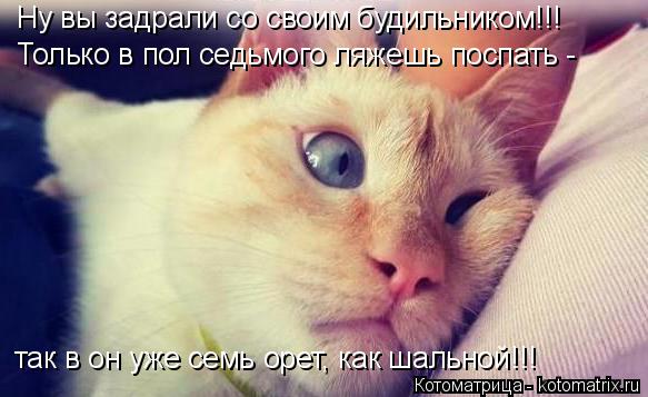 Ну вы задрали со своим будильником!!! Только в пол седьмого ляжешь поспать - так в он уже семь орет,... Котоматрица: Ну вы задрали со своим будильником!!! Только в пол седьмого ляжешь поспать - так в он уже семь орет, как шальной!!!