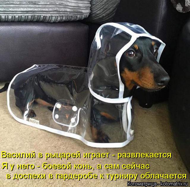 Василий в рыцарей играет - развлекается Я у него - боевой конь, а сам сейчас в доспехи в гардеробе к ... Котоматрица: Василий в рыцарей играет - развлекается Я у него - боевой конь, а сам сейчас в доспехи в гардеробе к турниру облачается