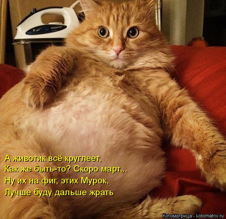 Как же быть-то? Скоро март... Ну их на фиг, этих Мурок, Лучше буду дальше жрать А животик всё круглее... Котоматрица: Как же быть-то? Скоро март... Ну их на фиг, этих Мурок, Лучше буду дальше жрать А животик всё круглеет,
