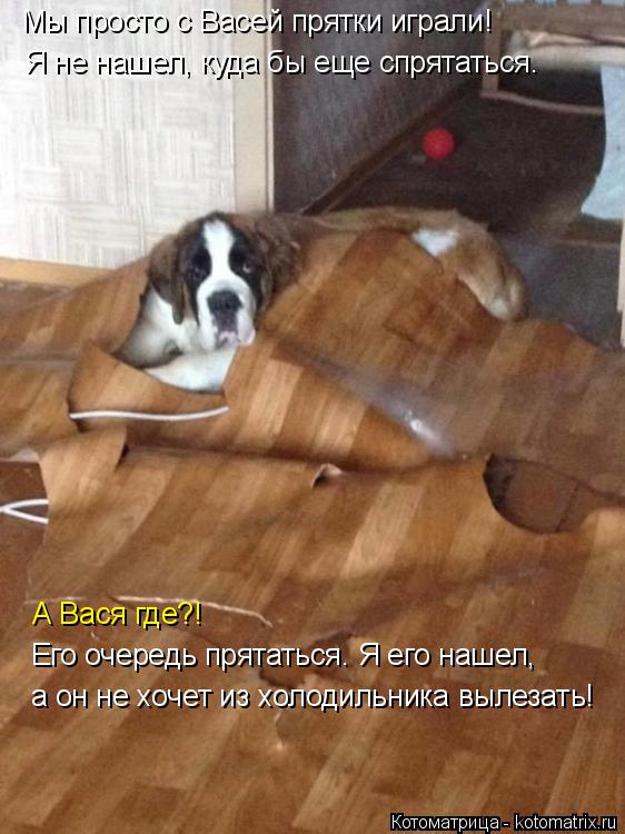 Котоматрица: Мы просто с Васей прятки играли!  Я не нашел, куда бы еще спрятаться. А Вася где?! Его очередь прятаться. Я его нашел, а он не хочет из холодильн