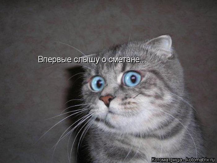 Впервые слышу о сметане... Впервые слышу о сметане... Впервые слышу о сметане...... Котоматрица: Впервые слышу о сметане... Впервые слышу о сметане... Впервые слышу о сметане...