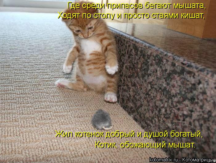 Где среди припасов бегают мышата, Ходят по столу и просто стаями кишат, Котик, обожающий мышат. Жил... Котоматрица: Где среди припасов бегают мышата, Ходят по столу и просто стаями кишат, Котик, обожающий мышат. Жил котенок добрый и душой богатый,