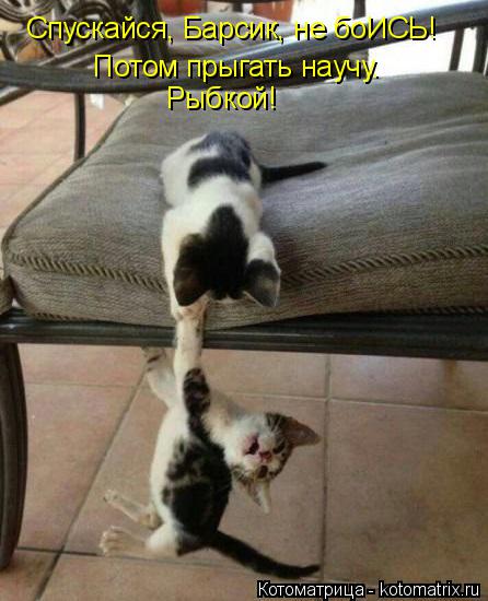 Спускайся, Барсик, не боИСЬ! Потом прыгать научу. Рыбкой!... Котоматрица: Спускайся, Барсик, не боИСЬ! Потом прыгать научу. Рыбкой!