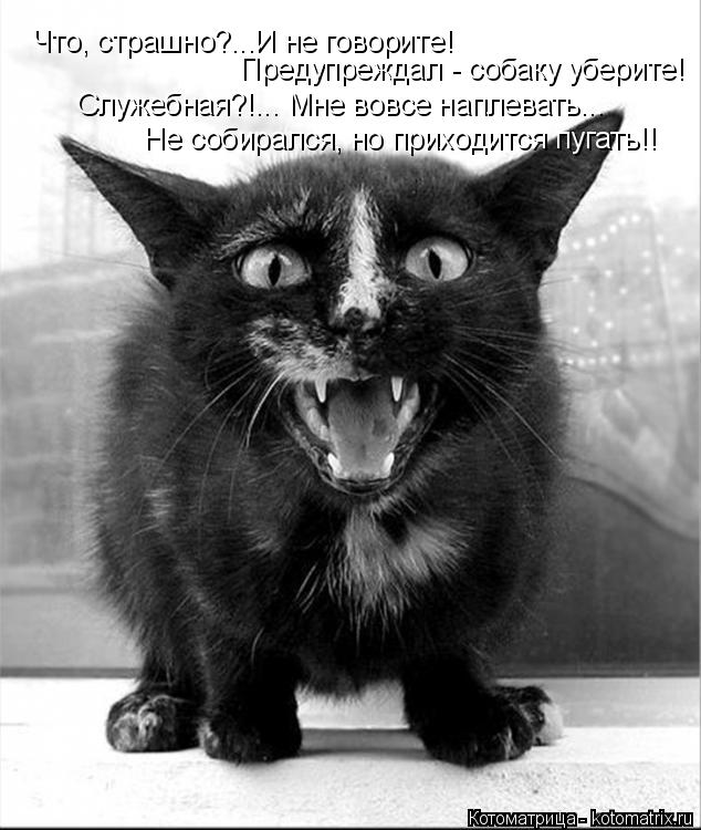 Что, страшно?...И не говорите! Предупреждал - собаку уберите! Служебная?!... Мне вовсе наплевать... Н... Котоматрица: Что, страшно?...И не говорите! Предупреждал - собаку уберите! Служебная?!... Мне вовсе наплевать... Не собирался, но приходится пугать!!