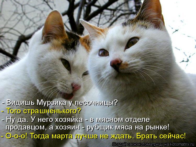 - Видишь Мурзика у песочницы? - Того страшненького? - Ну да. У него хозяйка - в мясном отделе продав... Котоматрица: - Видишь Мурзика у песочницы? - Того страшненького? - Ну да. У него хозяйка - в мясном отделе продавцом, а хозяин - рубщик мяса на рынке! - О-о-о! Т