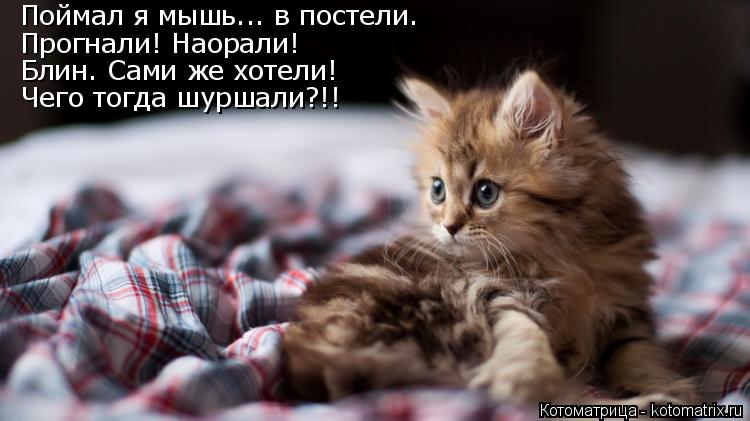 Котоматрица: Поймал я мышь... в постели. Прогнали! Наорали! Блин. Сами же хотели! Чего тогда шуршали?!!