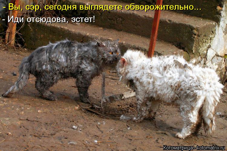 - Вы, сэр, сегодня выглядете обворожительно... - Иди отсюдова, эстет!... Котоматрица: - Вы, сэр, сегодня выглядете обворожительно... - Иди отсюдова, эстет!