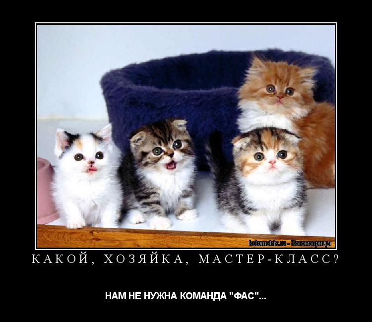 КАКОЙ, ХОЗЯЙКА, МАСТЕР-КЛАСС? НАМ НЕ НУЖНА КОМАНДА "ФАС"...... Котоматрица: КАКОЙ, ХОЗЯЙКА, МАСТЕР-КЛАСС? НАМ НЕ НУЖНА КОМАНДА "ФАС"...