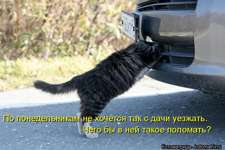 Котоматрица: По понедельникам не хочется так с дачи уезжать. Чего бы в ней такое поломать?