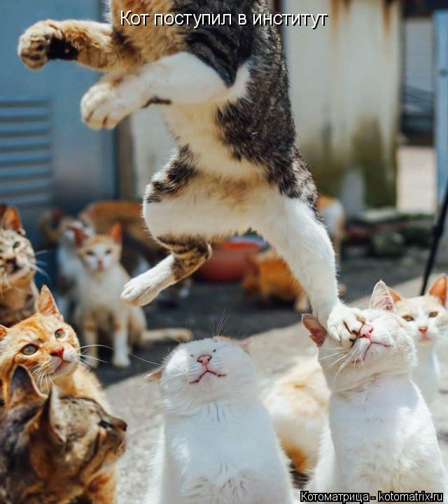 Кот поступил в институт... Котоматрица: Кот поступил в институт
