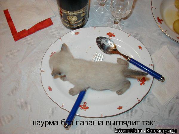 Котоматрица: шаурма без лаваша выглядит так: