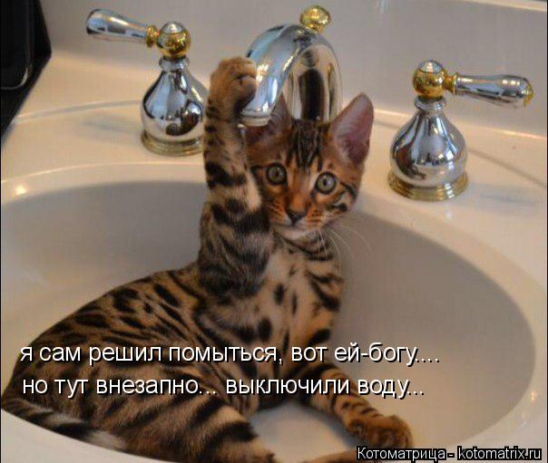 я сам решил помыться, вот ей-богу.... но тут внезапно... выключили воду...... Котоматрица: я сам решил помыться, вот ей-богу.... но тут внезапно... выключили воду...