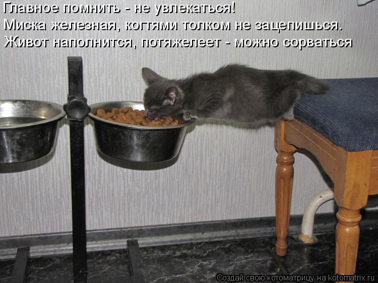 Котоматрица: Главное помнить - не увлекаться! Миска железная, когтями толком не зацепишься. Живот наполнится, потяжелеет - можно сорваться