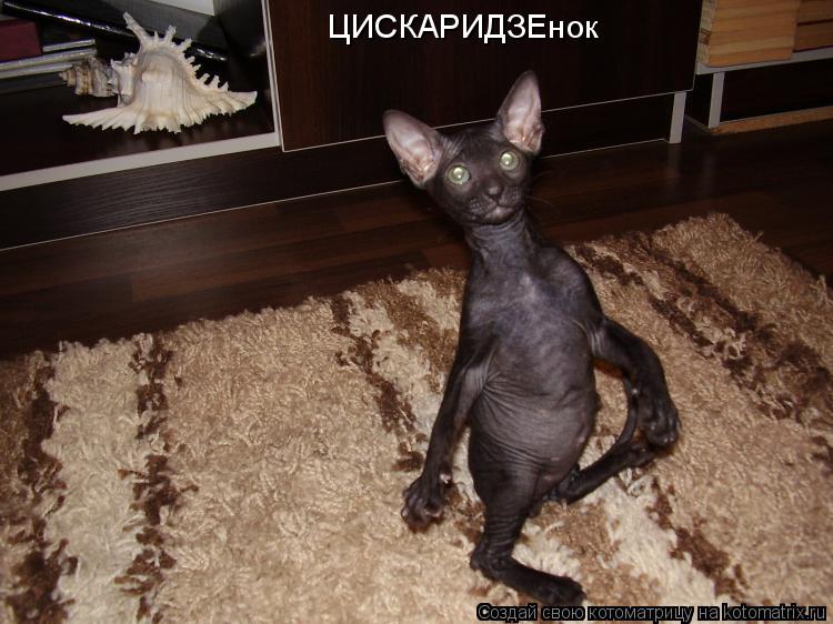 Котоматрица: ЦИСКАРИДЗЕнок