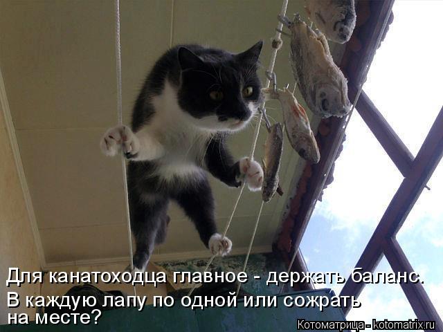 Котоматрица: Для канатоходца главное - держать баланс. В каждую лапу по одной или сожрать  на месте?