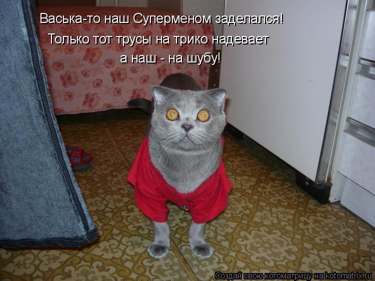 Васька-то наш Суперменом заделался! Только тот трусы на трико надевает а наш - на шубу!... Котоматрица: Васька-то наш Суперменом заделался! Только тот трусы на трико надевает а наш - на шубу!