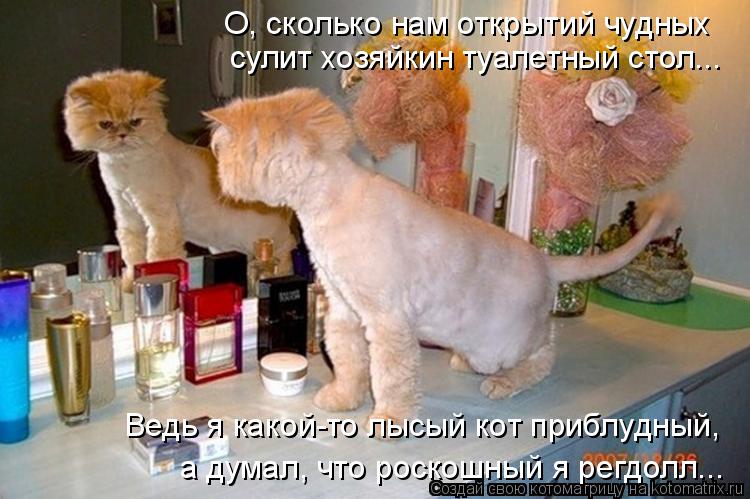 Котоматрица: О, сколько нам открытий чудных сулит хозяйкин туалетный стол... Ведь я какой-то лысый кот приблудный,  а думал, что роскошный я регдолл...