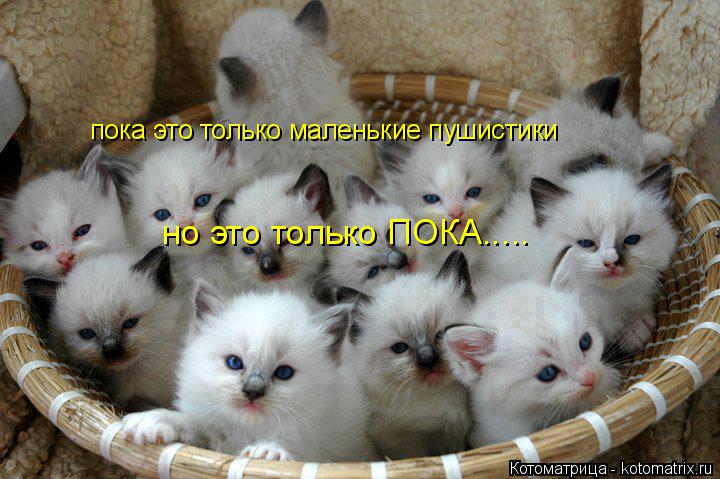 Котоматрица: пока это только маленькие пушистики но это только ПОКА.....