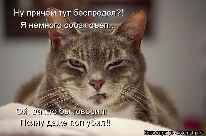 Котоматрица: Ну причем тут беспредел?! Я немного собак съел... Ой, да кто бы говорил! Псину даже поп убил!!