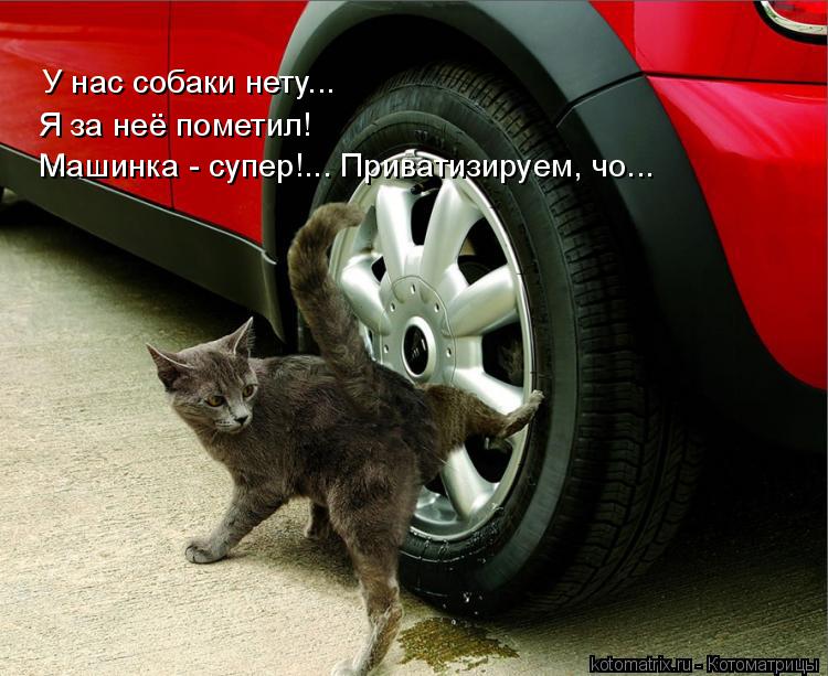 Котоматрица: У нас собаки нету... Я за неё пометил! Машинка - супер!... Приватизируем, чо...