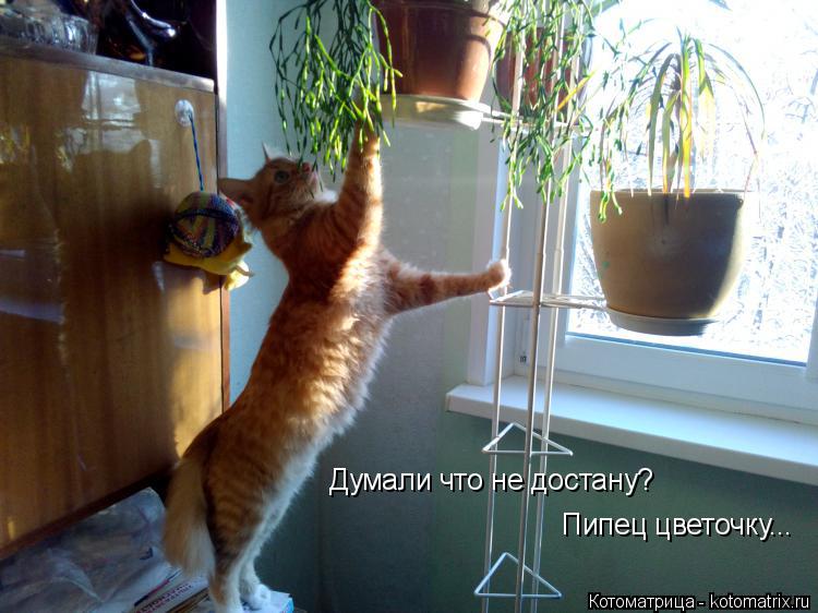 Думали что не достану? Пипец цветочку...... Котоматрица: Думали что не достану? Пипец цветочку...