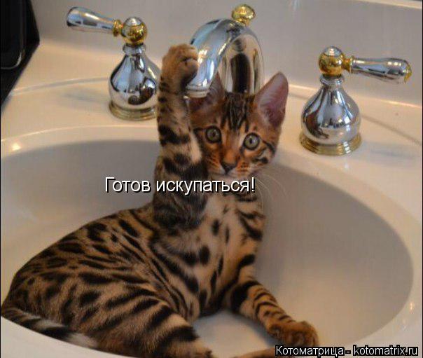 Готов искупаться!... Котоматрица: Готов искупаться!